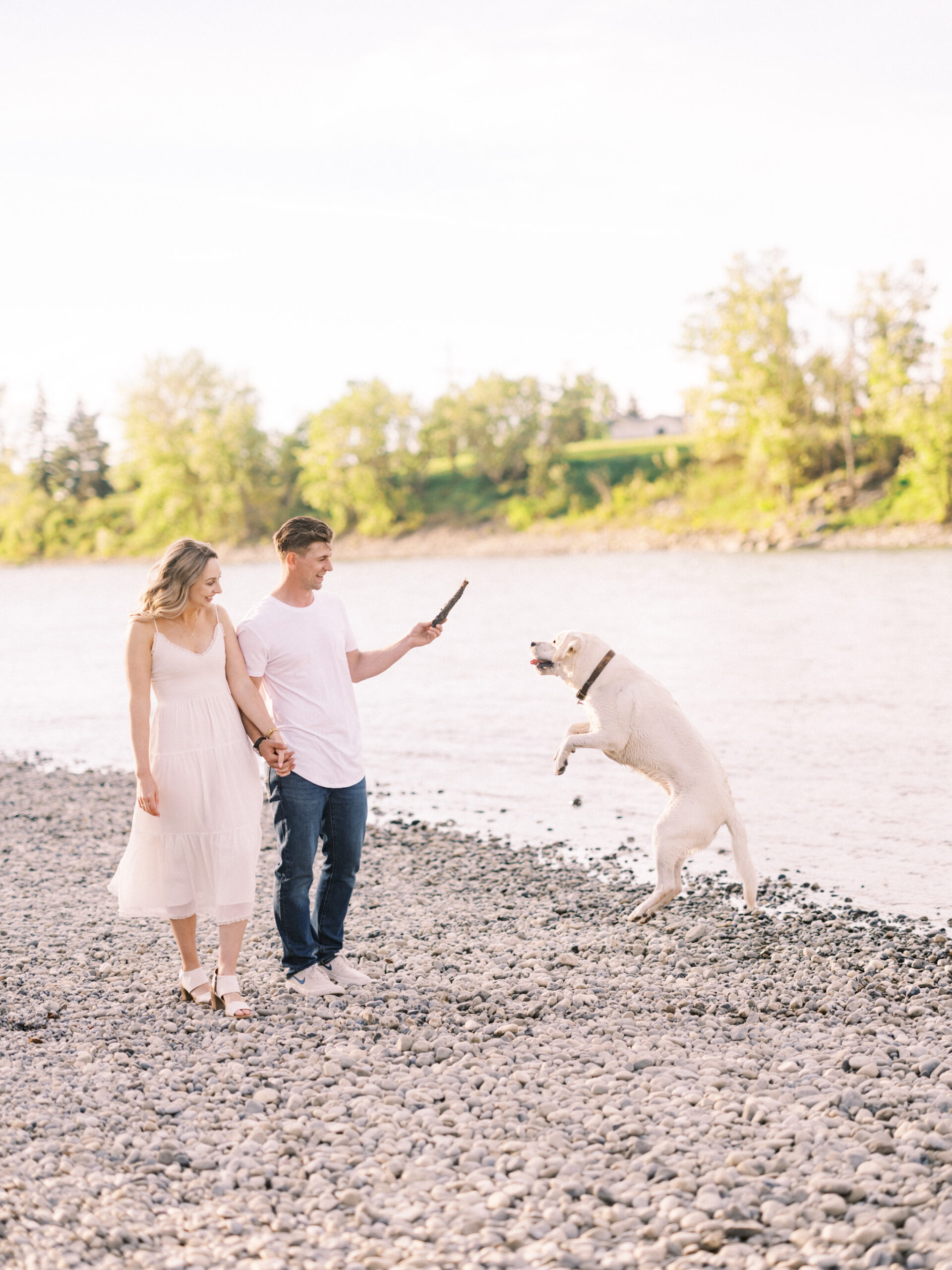 Cherry Blossom Spring Engagement Session, river engagement couple laughing, couple embracing, engagement pose sunset, sunset engagement photos, labrador retriever engagement photos, dog engagement session, puppy engagement session, alberta wedding photographers, alberta photographer, calgary wedding, calgary wedding photographer, spring engagement session, spring photos, nicole sarah, cherry blossom photos, cherry blossom engagement, wedding poses, white dress engagement, sundress white, engagement photos, bow river, puppy engagement photos, neutral engagement photos