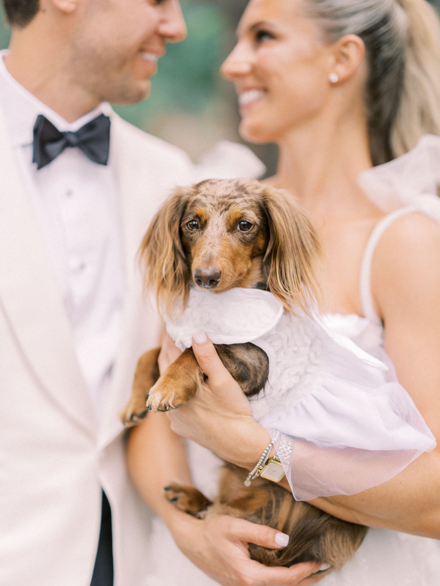 long hair daschund wedding photo, flower dog wedding, wedding flower girl dog, wiener dog held by bride, wiener dog wedding